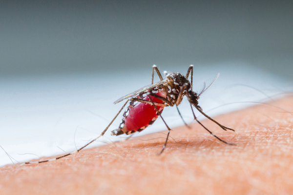 Caso malaria, un po' di informazione